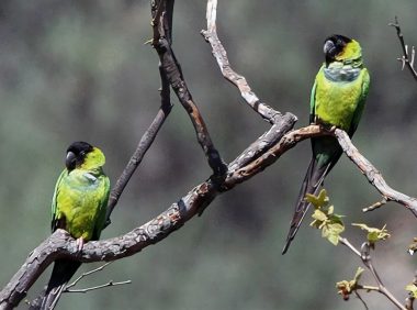 南达锥尾鹦鹉身份信息