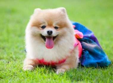 狗狗子宫蓄脓不容忽视