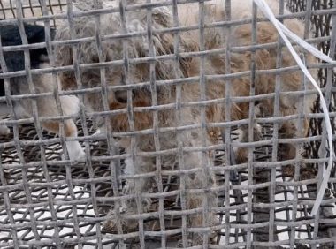 漂亮柯基也在狗肉车，狗贩：可能是老人喂的，不卖吃得太多了