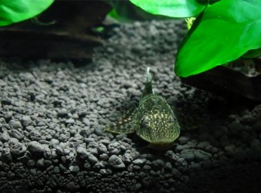 清道夫身份信息