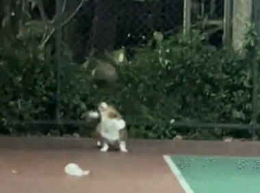 男子篮球场偶遇会顶球的柯基。网友:有尾巴的幸福小狗