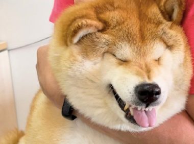 给狗狗打疫苗,隔着屏幕都听到了它的鸣叫声,狗:剑齿虎天下无敌!