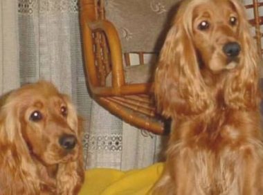 要是没有过多時间照料小狗狗，你就千万别养这几类犬