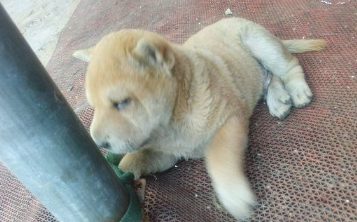 流浪犬被主人拴在马路边,小家伙要想摆脱却束手无策,急得直嗷嗷叫