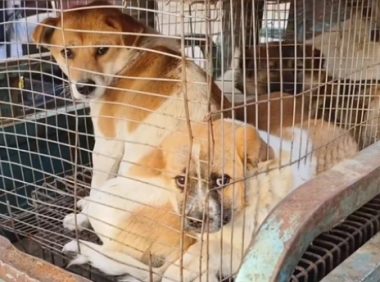 因伤了小孩，9只小土狗全上狗肉车