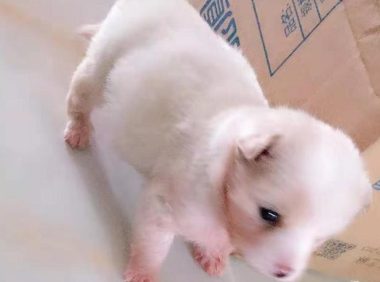 花圃里捡到只小奶狗，小家伙像个瓷娃娃一样，女生捧手掌心都怕化了