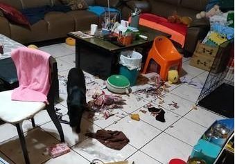 黑狗趁主人不在时拆家，怕挨打钻沙发被卡住，主人又生气又好笑