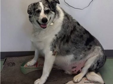 澳洲牧羊犬巴迪体重83公斤胖到危及生命 减肥大变身成明星