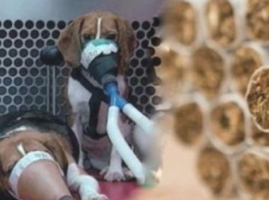 为证实吸烟没害,美国烟草局持续三年,每日让小狗吸入30根烟