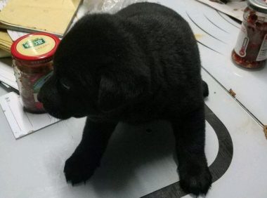 流浪小奶狗蹲在早点店门口，顾客见到一脚踢走，小狗这一下不幸了