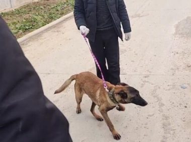 700块，不停推走狗贩子的马犬还是易了主，网友：可惜了，好狗没好命