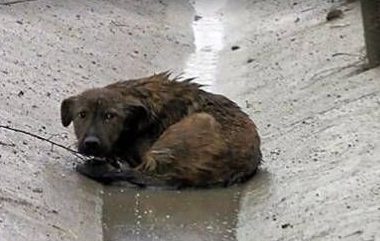 卡高速路中间哭泣的狗狗 现在迎来了幸福的家还交上了猫咪朋友