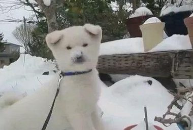 纯白秋田犬玩白雪，都分不清到底是雪还是狗了