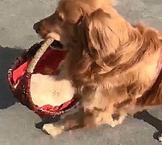 主人家让小狗叼着自身的小宝宝走动,画面很温暖,可是结果却令人痛心