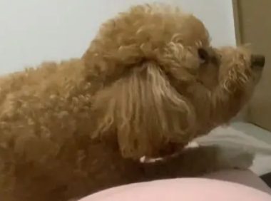 丈夫出差回来后想摸孕妻胎动，狗狗一直护着