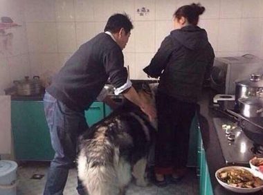 狗狗正在厨房偷吃，被主人拍到证据后还不承认，狗狗表情亮了