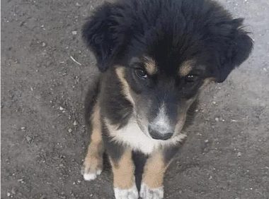 女子捡到一条平淡无奇的土狗，爷爷扒开嘴唇一看，却直言不讳捡到宝了