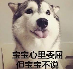 狗咬吕洞宾,不识好人心?狗:这个锅我背够了!