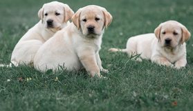 主人卖狗理由奇葩：娶媳妇了不能养！