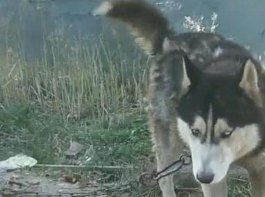 哈士奇被送至乡村当看门犬,三个月后,主人家再见了时禁不住高声痛哭流涕