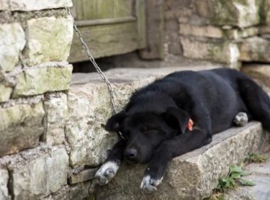 黑色小土狗被丢垃圾箱，差点被垃圾淹没，为什么有人瞧不起土狗？