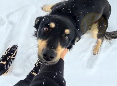 冰天雪地里,那只在雪中追车的流浪狗,因陌生人的一句呼唤有了家