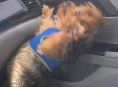 当铲屎官驾车不太稳时，狗子惊了：原先狗确实不可以坐前座！