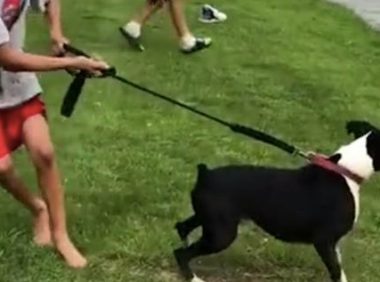 狗狗拼了命冲入河里,男孩还想要拽它回家,結果被活生生拉下水了!