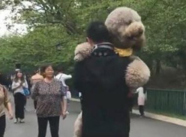 巨型泰迪犬不愿意回家了被主人背着回来，网友笑喷