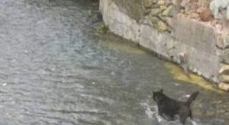 狗狗下湖捉鱼，捉上来一个怪异的物品，主人家一看开心坏掉！