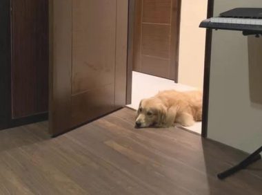 金毛犬想陪生病主人,恪守辛酸约定换一个方法守卫,结果超暖人