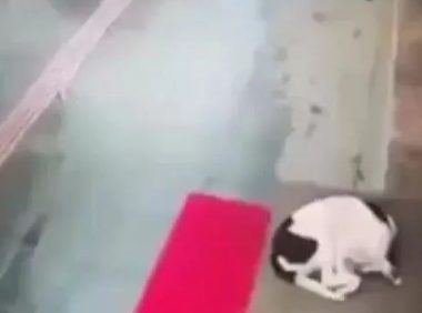 狗狗冷得蜷缩街边,善解人意女子把自身的围脖赠给狗狗防寒保暖,暖化了