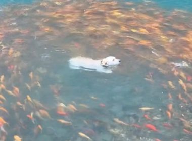 狗狗跳进有锦鲤的湖里，一群锦鲤全都围着它转圈