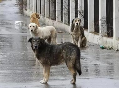 中国流浪狗数量高达4000万只