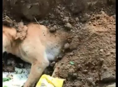 小狗死后被扔掉 | 狗狗离世被遗弃在人行道上，网友称点再多香烛都不如安排好其后事