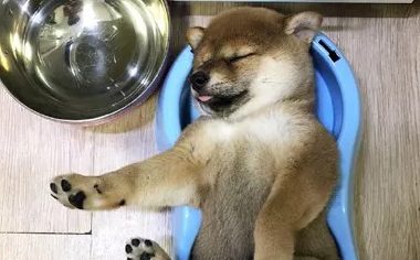 小柴犬吃饱后直接在自己的饭盆里睡着了，小模样萌炸了…..
