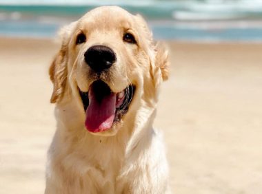 小狗看到人类玩滑水道,决定自己也要参一脚