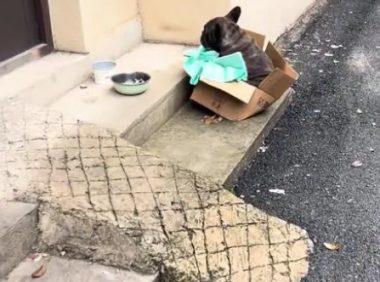 再次流浪，曾价值过万的斗牛犬直发抖，一个多月后它再次迎来希望