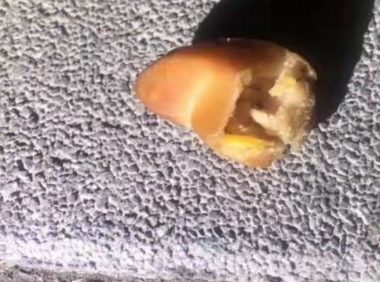 北京某小区发生恶意毒狗事件，一夜之间2只狗狗倒地，住户怒了！