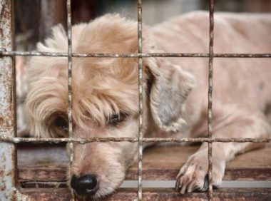 狗狗被关笼中丢到荒郊野岭,获救时,一口气吃了十几个馒头