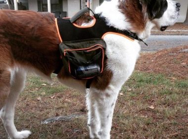 救生犬比人还厉害，特别是重达220斤的巨型犬，凭借本能救人