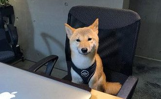 雪花随风飘柴犬在奔跑 柴犬的超夸张掉毛程度