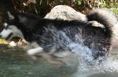 哈士奇是一种令人琢磨不透的小狗，他们做事情一直不按招数来的