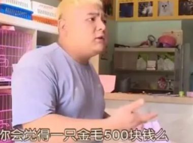 500元买的金毛犬,刚养一星期就死了?