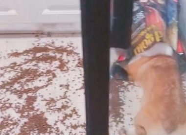 狗狗偷食被揍三耳光，柯基：想喊醒一只吃饱了的狗，不太可能！