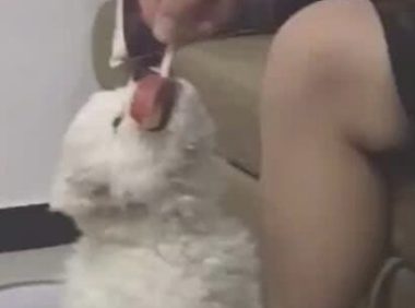 小狗狗咬着雪糕不松嘴，主人拽都拽不动，网民：小吃货