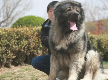 称为“犬中之王”的狗，体型是世界上最大，藏獒也打但是它！