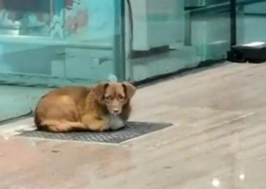 忠犬飞机场苦等主人一年，拿塑料瓶当玩具，它没等到主人却有了家