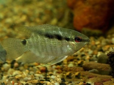 画眉鲷身份信息