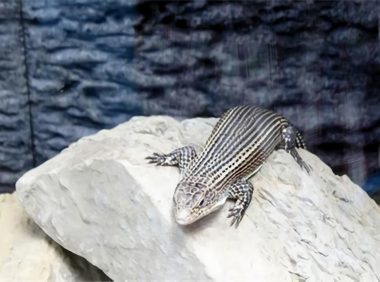 盾甲蜥身份信息